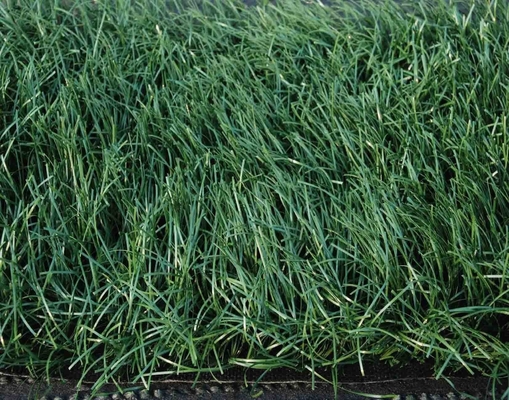 140 jahitan/m Tanah rumput buatan olahraga sintetis dengan tinggi tumpukan 32 mm untuk lansekap dan berkebun