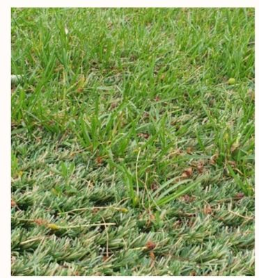 Karpet rumput buatan hibrida dengan ketinggian tumpukan 25 mm dengan ketahanan haus yang sangat tinggi untuk penataan campuran dengan rumput alami