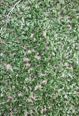 14mm Tinggi Tumpukan kepadatan tinggi tahan UV Tennis rumput buatan untuk olahraga multifungsi di luar ruangan