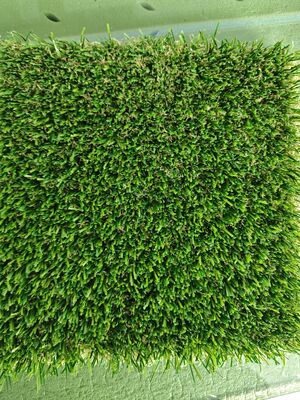 Rumput buatan tanpa isi dengan ketinggian tumpukan 30 mm dan lem lateks transparan untuk rumput olahraga 12400 Dtex Low Maintenance